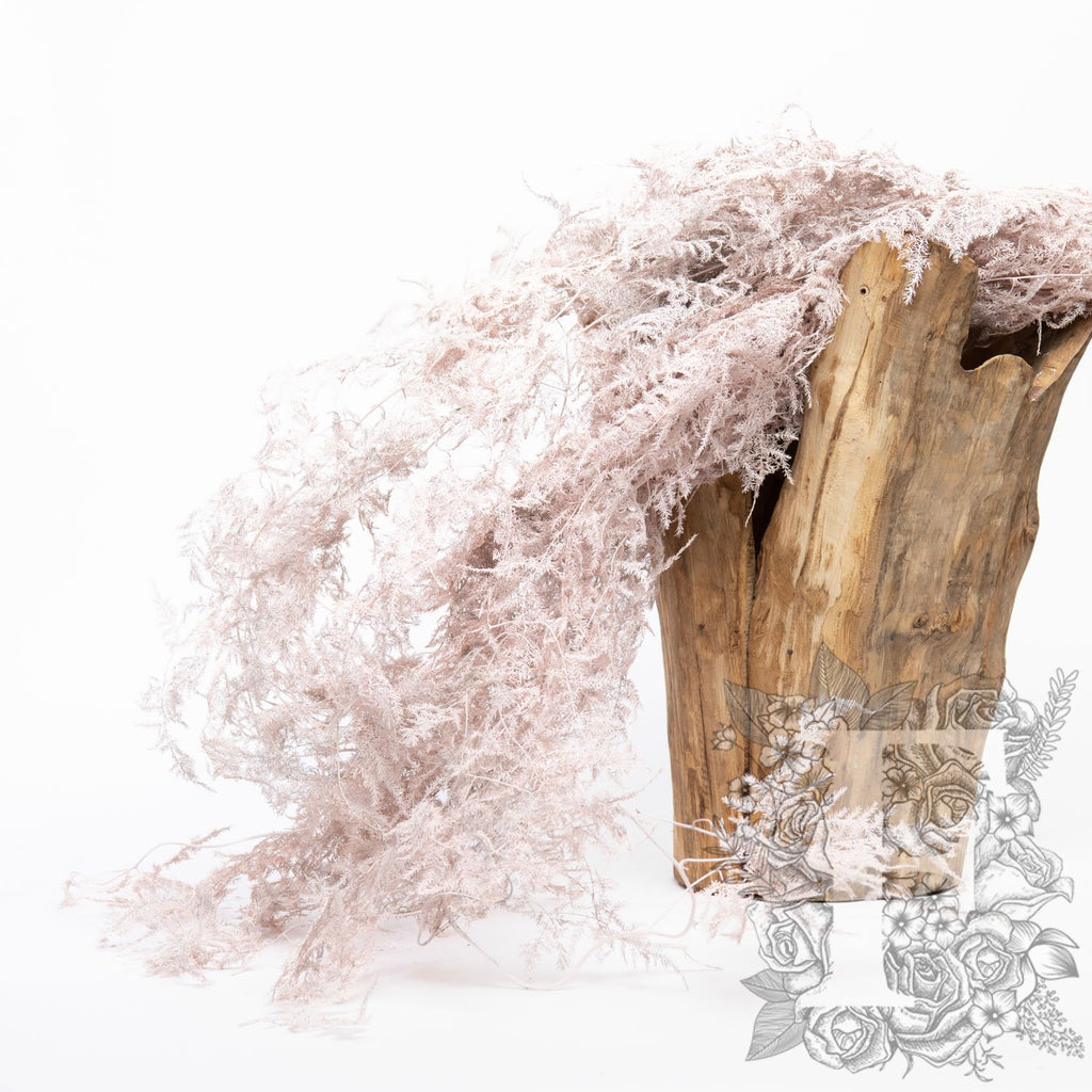 Asparagus Fern - Coloured - Bunch
