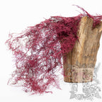 Asparagus Fern - Coloured - Bunch