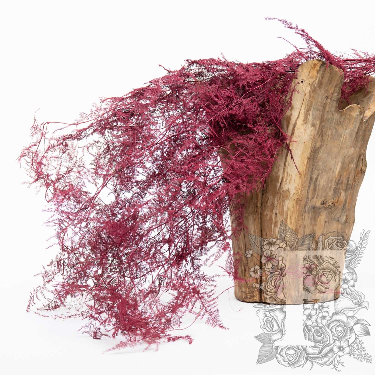 Asparagus Fern - Coloured - Bunch