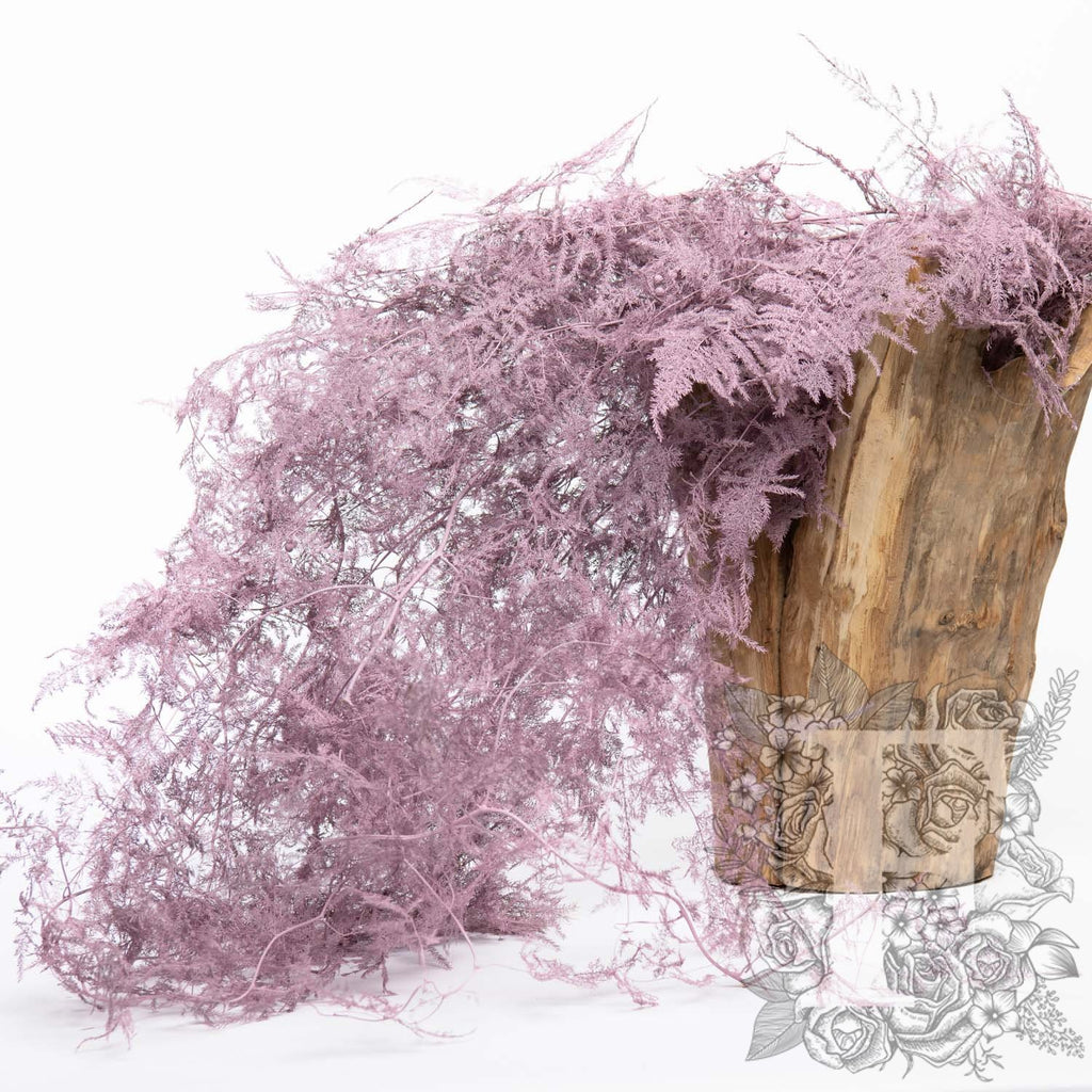 Asparagus Fern - Coloured - Bunch