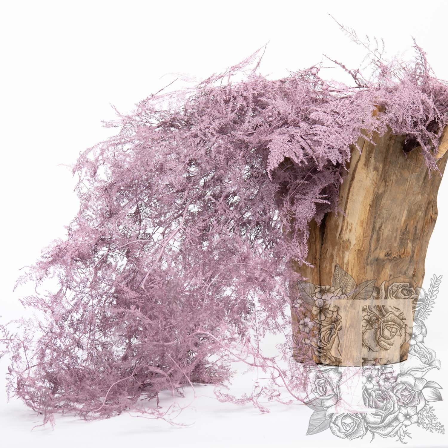 Asparagus Fern - Coloured - Bunch