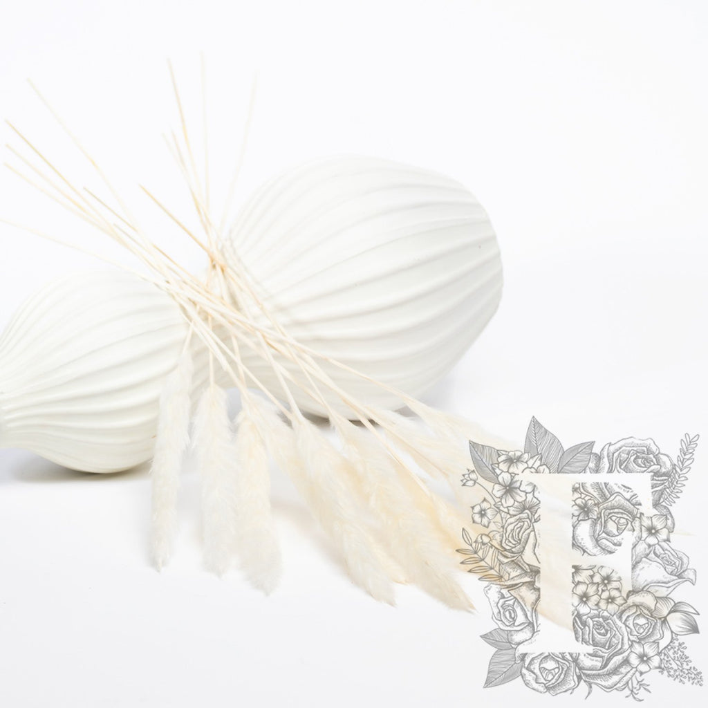 Pampas - Mini - Classic -10 Stems