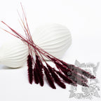 Pampas - Mini - Classic -10 Stems