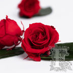 Roseamor XS - 15 Heads