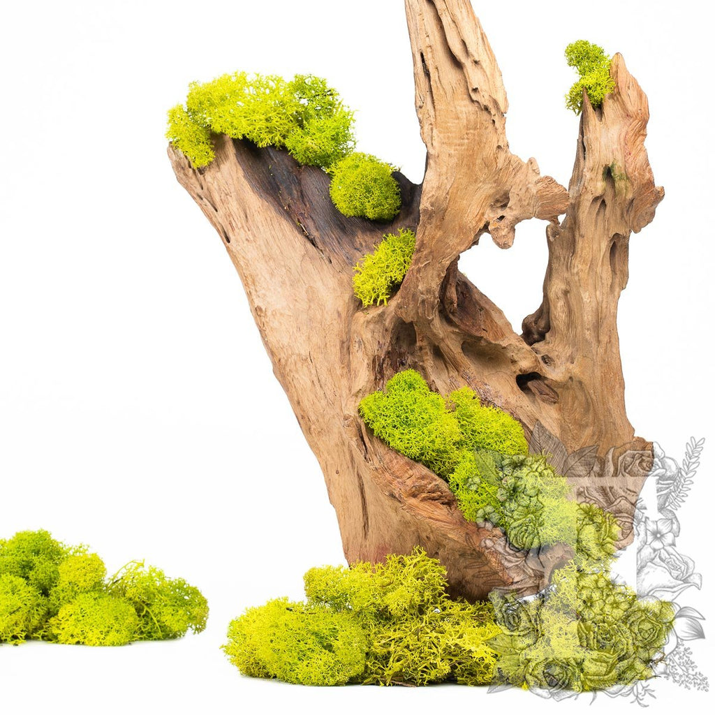 Canopy - premium - Icelandic Lichen Moss - Bulk 5KG (Copy)