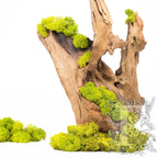 Canopy - premium - Icelandic Lichen Moss - Bulk 5KG (Copy)