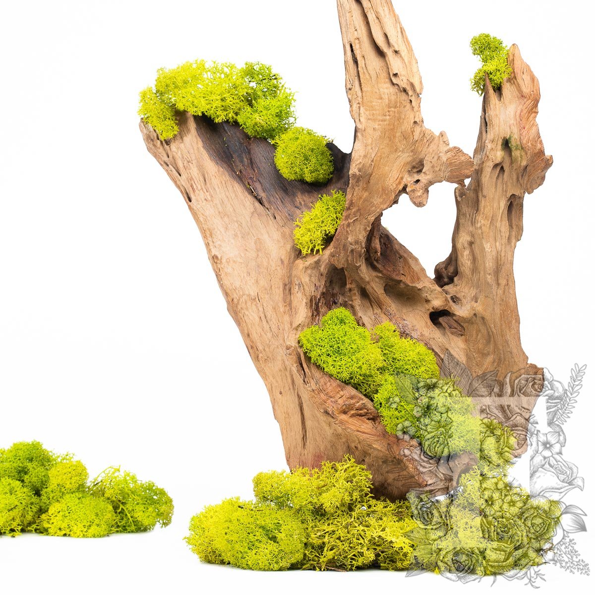 Canopy - premium - Icelandic Lichen Moss - Bulk 5KG (Copy)