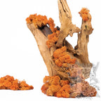 Canopy - premium - Icelandic Lichen Moss - Bulk 5KG (Copy)