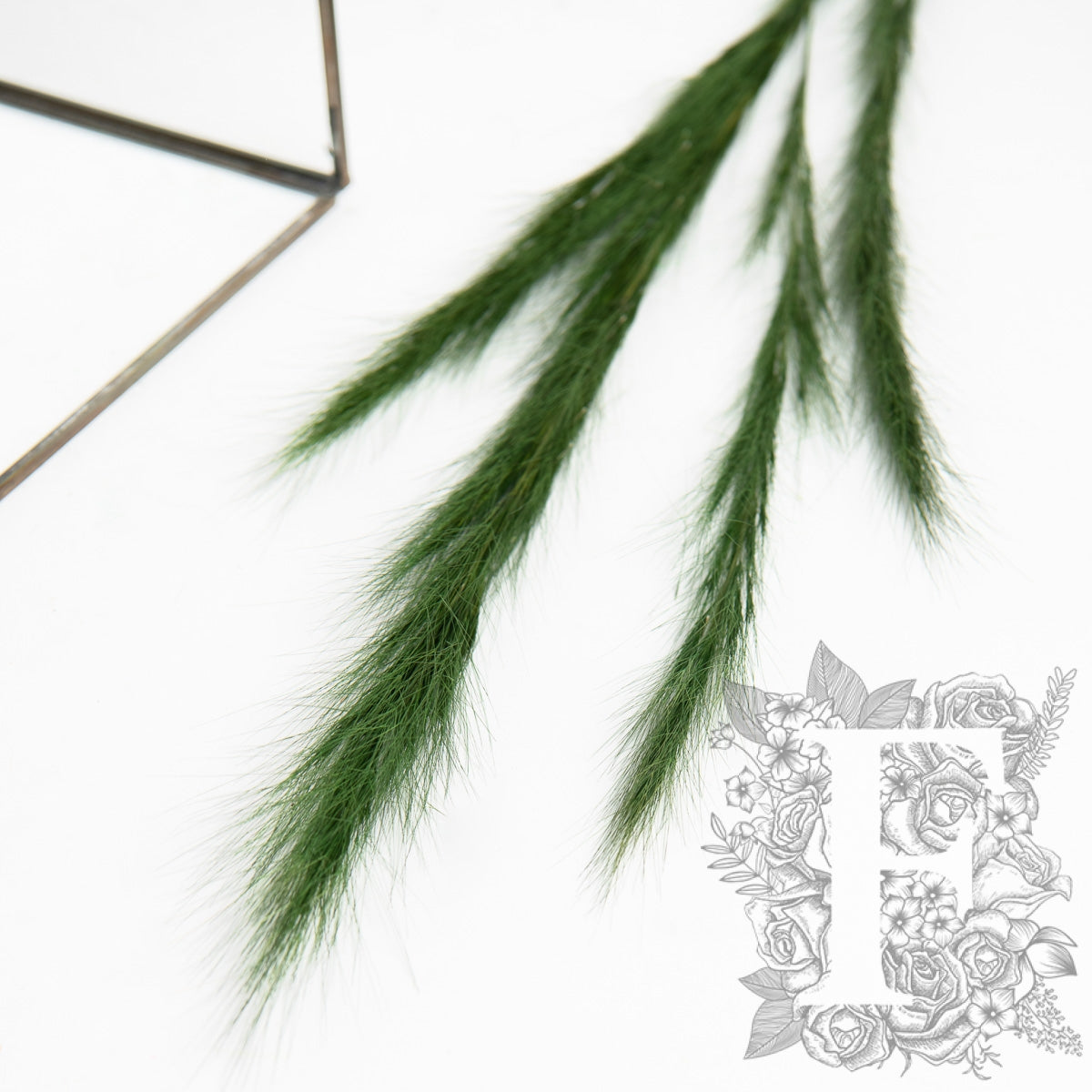 Fox grass - 120g - Bunch