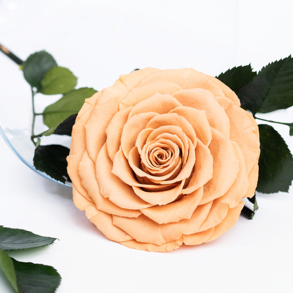 RoseAmor - Bonita Rose - 1 Head
