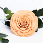 RoseAmor - Bonita Rose - 1 Head
