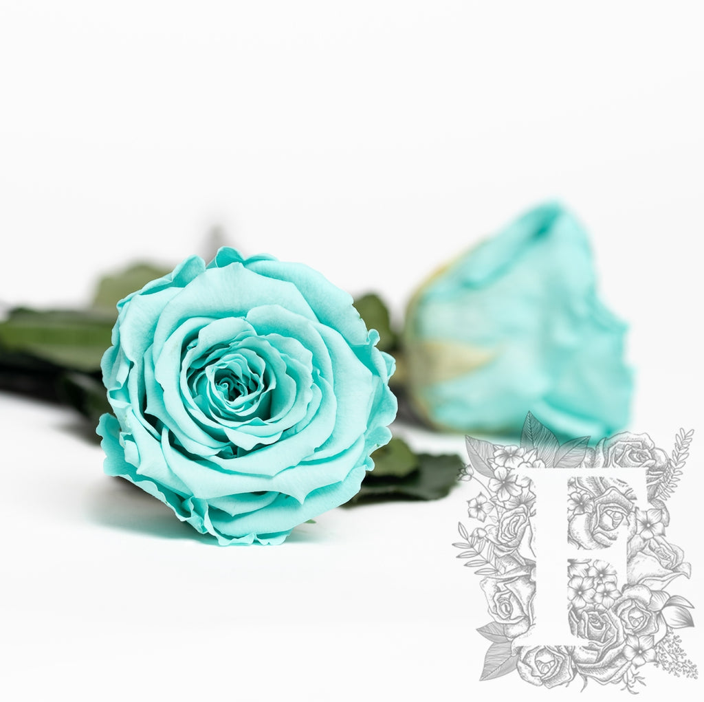 RoseAmor - LL+ Roses - 6 Heads