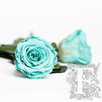 RoseAmor - LL+ Roses - 6 Heads