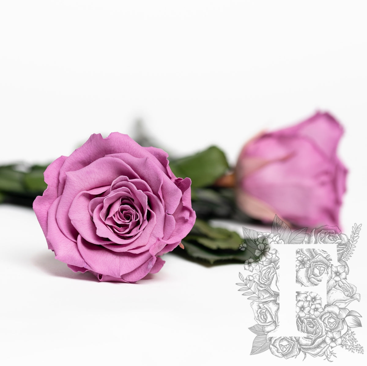 RoseAmor - LL+ Roses - 6 Heads