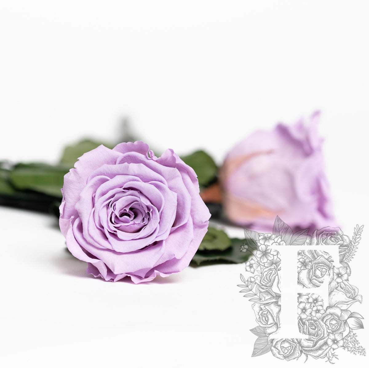 RoseAmor - LL+ Roses - 6 Heads