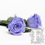 RoseAmor - LL+ Roses - 6 Heads