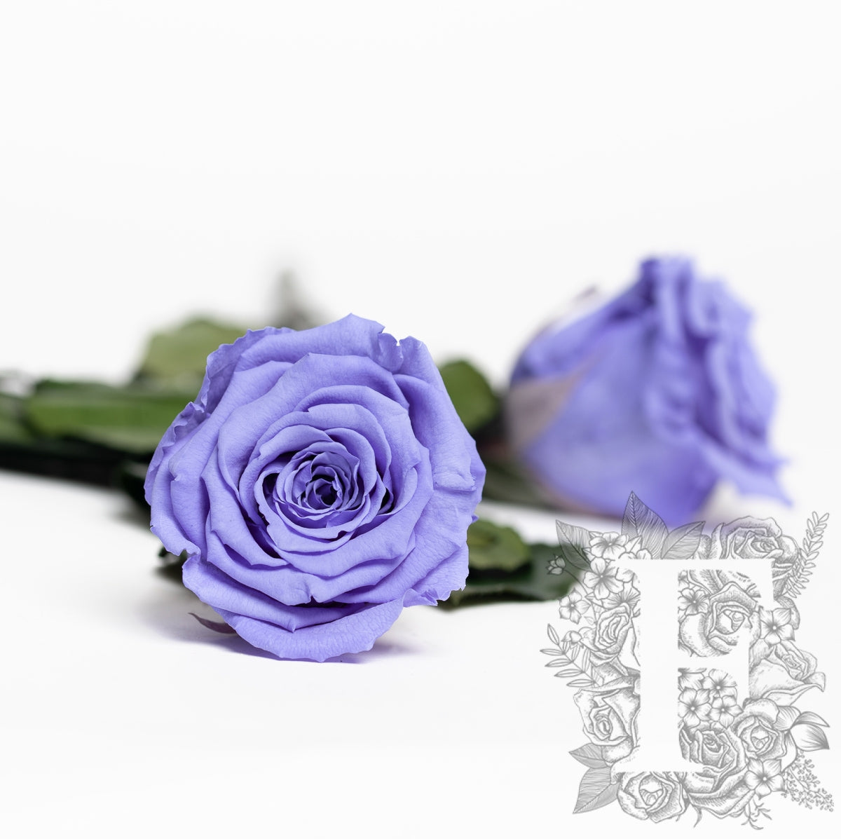 RoseAmor - LL+ Roses - 6 Heads