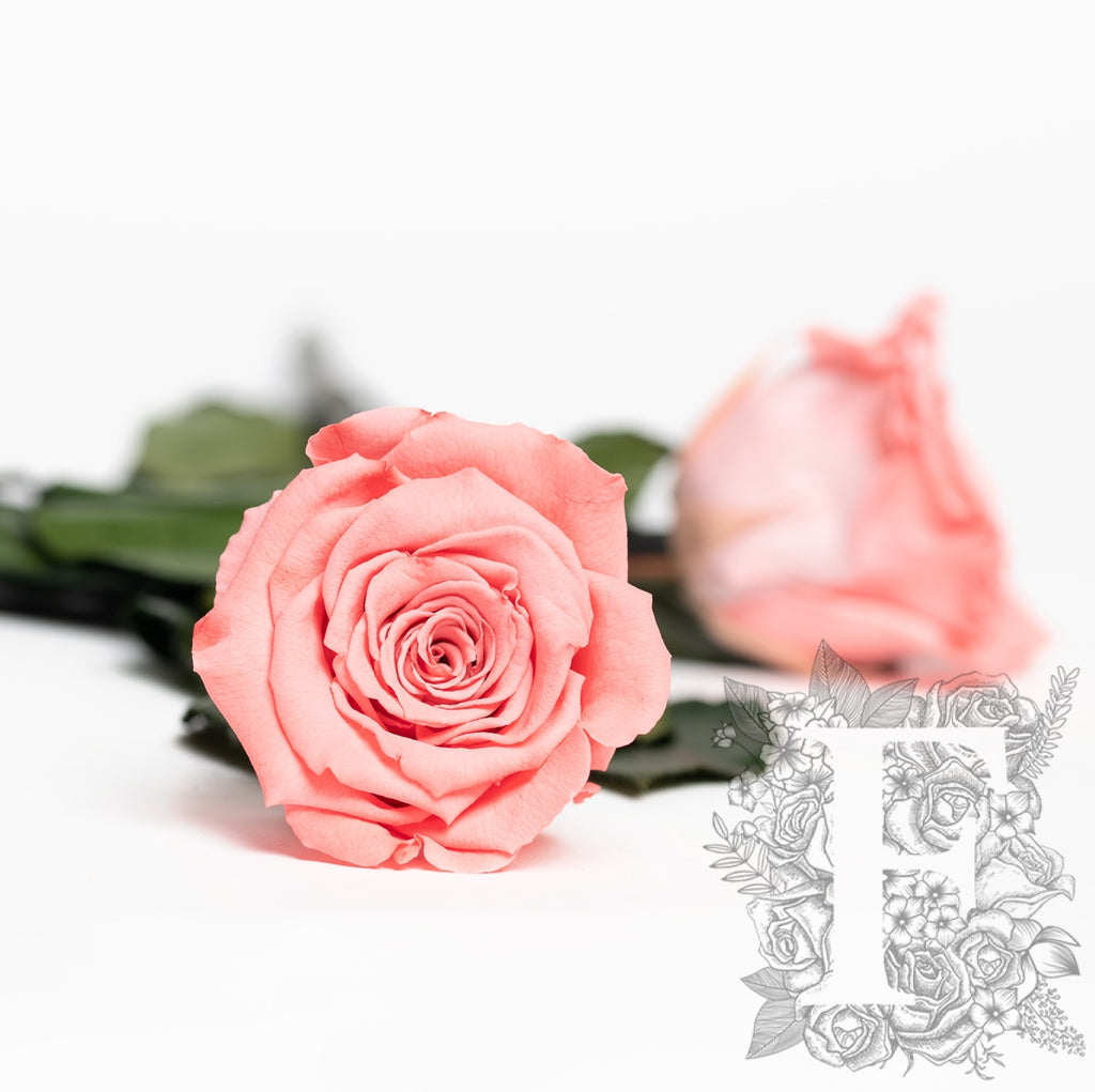RoseAmor - LL+ Roses - 6 Heads