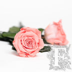 RoseAmor - LL+ Roses - 6 Heads