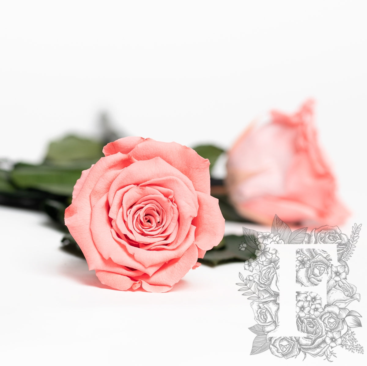 RoseAmor - LL+ Roses - 6 Heads