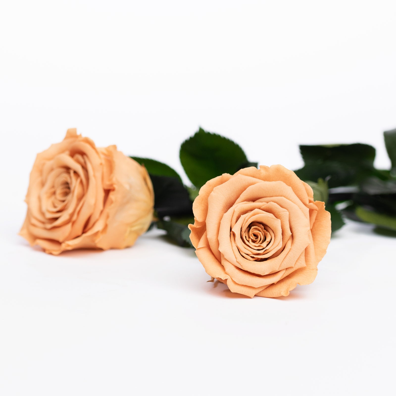 RoseAmor - XL Rose - 6 Heads