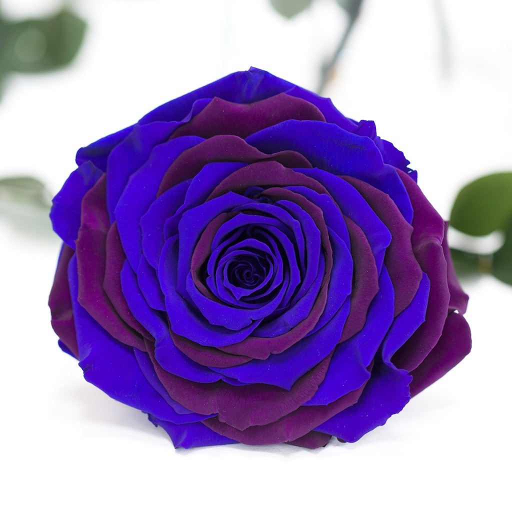 RoseAmor - XXL Rose - 1 Head