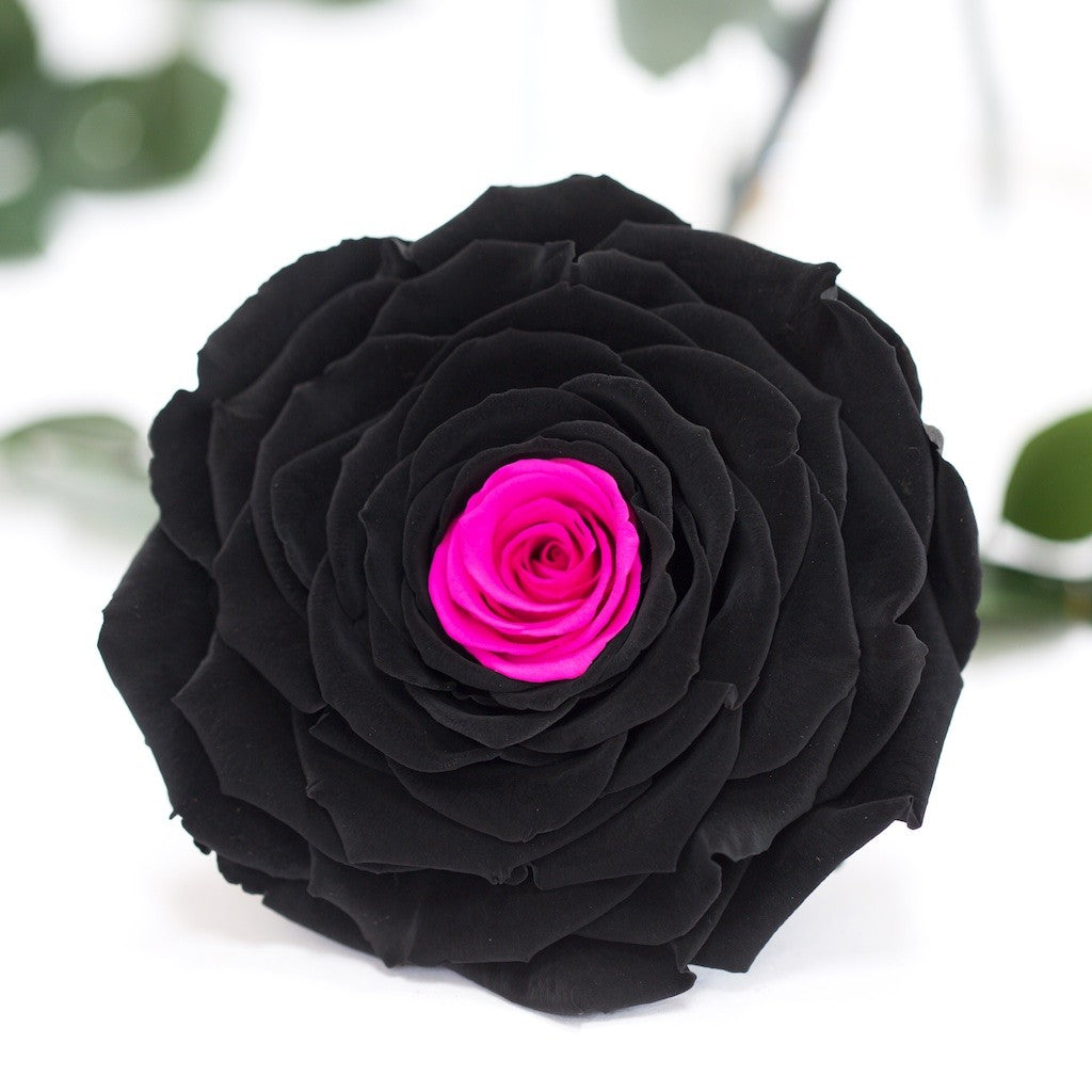 RoseAmor - XXL Rose - 1 Head