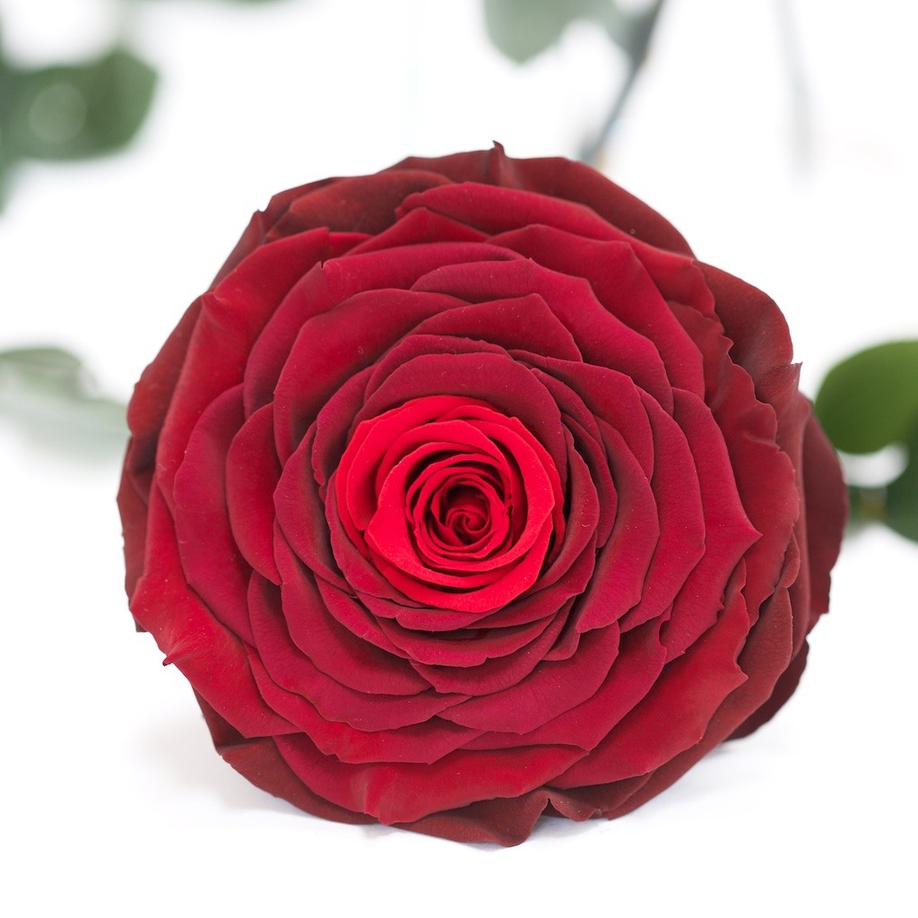 RoseAmor - XXL Rose - 1 Head