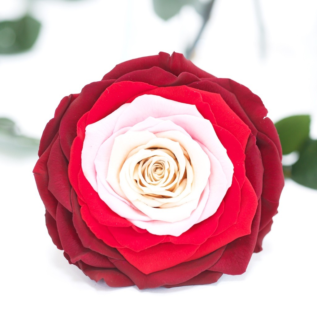 RoseAmor - XXL Rose - 1 Head