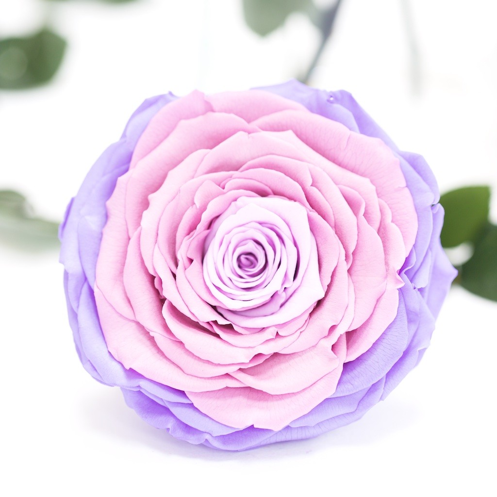 RoseAmor - XXL Rose - 1 Head