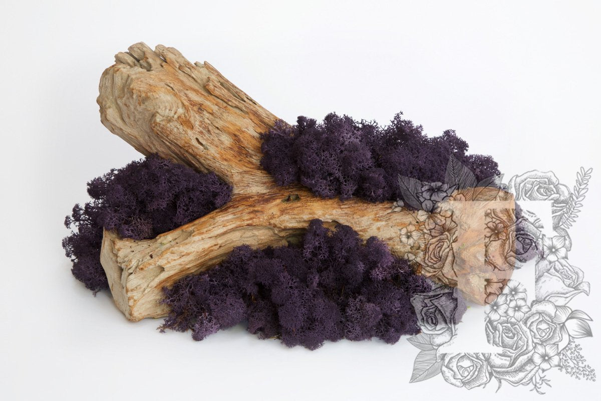 Standard Icelandic Lichen Moss - 425g