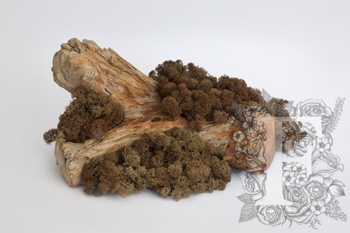 Standard Icelandic Lichen Moss - 425g