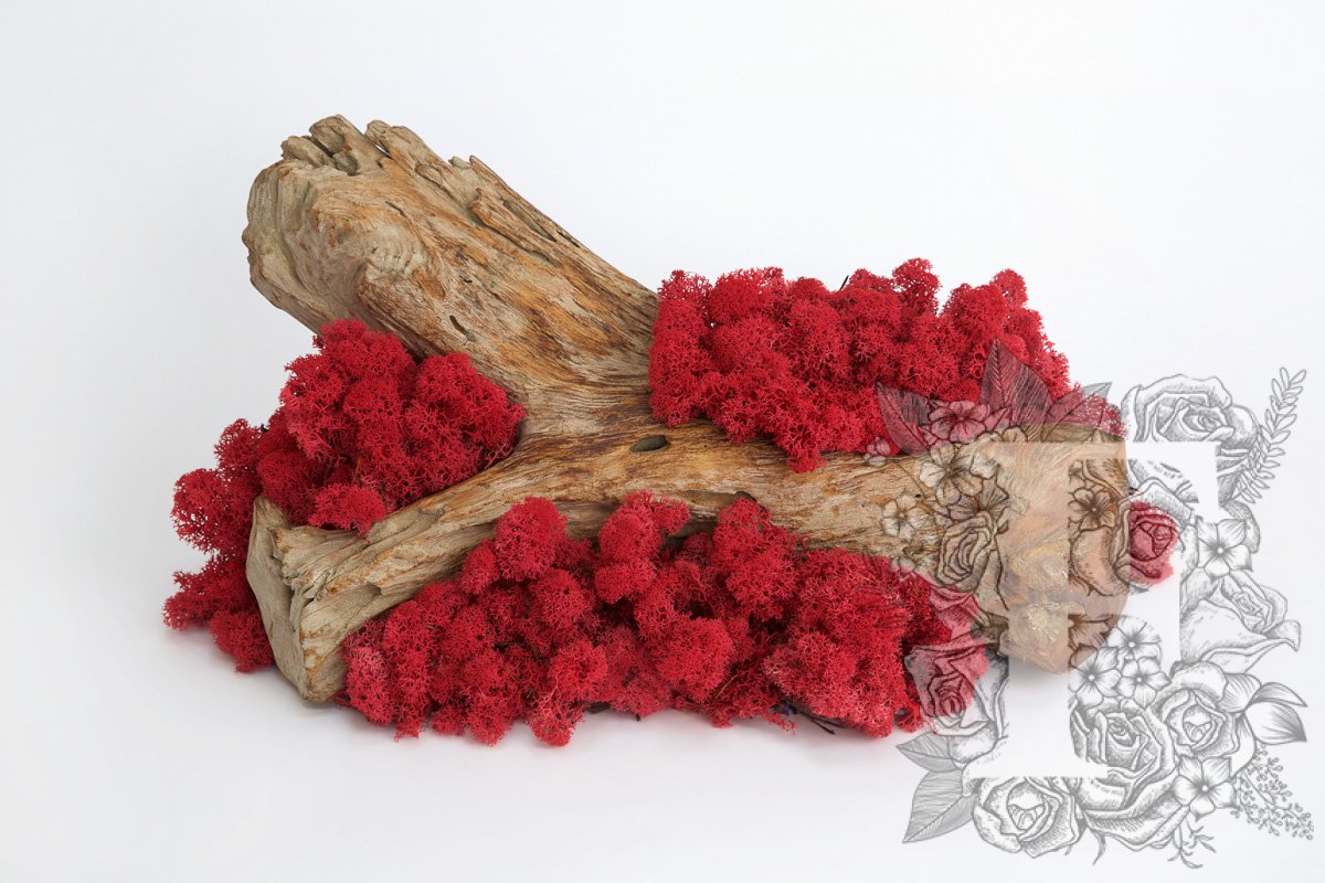 Standard Moss Crimson 1