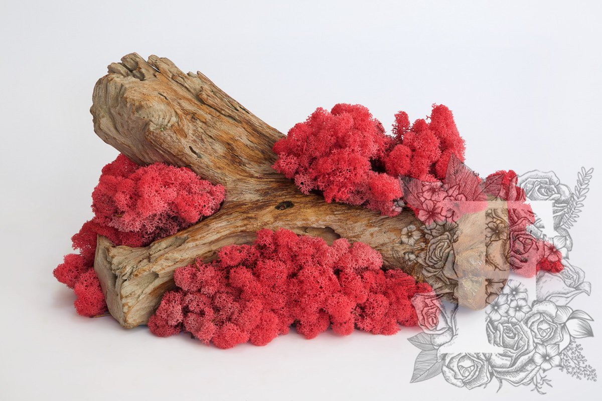 Standard Icelandic Lichen Moss - 425g