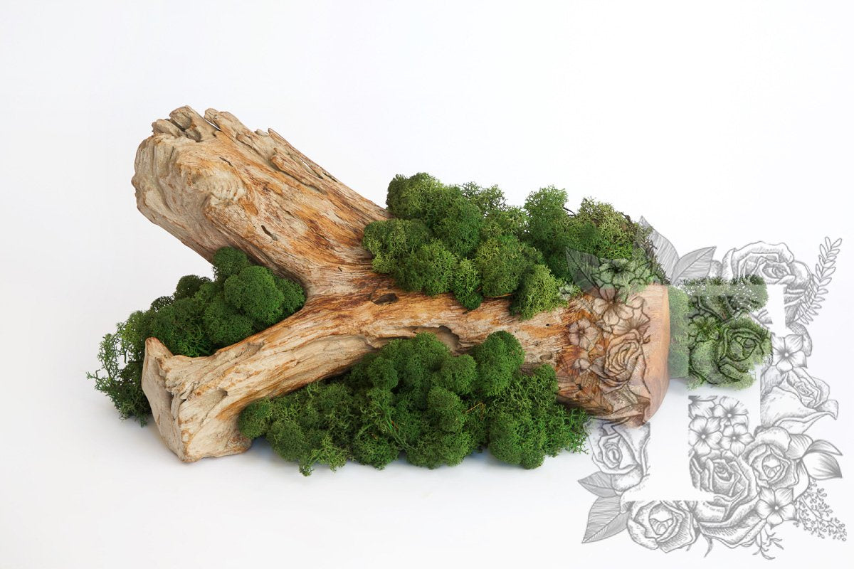 Standard Icelandic Lichen Moss - 425g