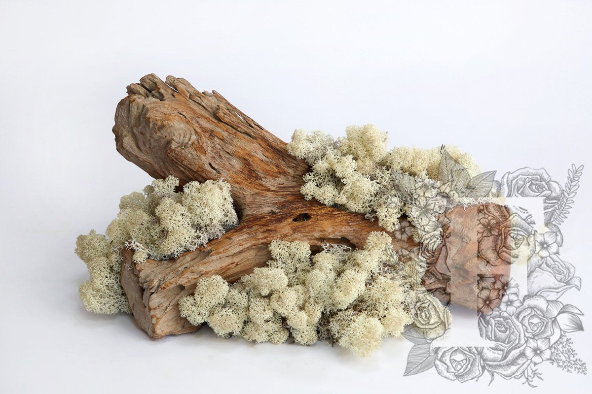 Standard Icelandic Lichen Moss - 425g