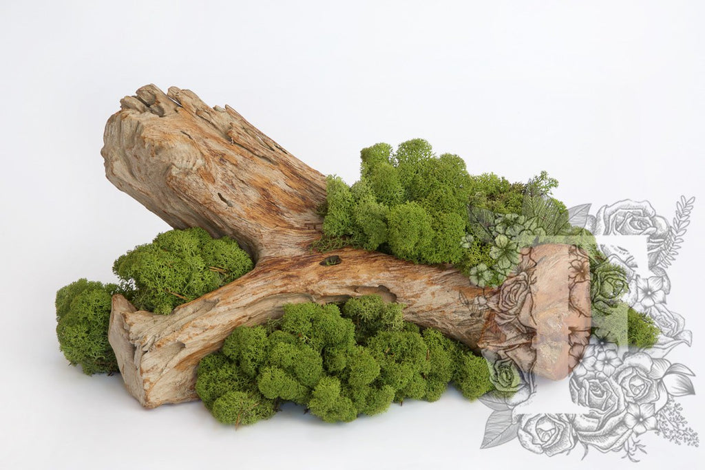 Standard Icelandic Lichen Moss - 425g