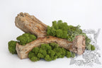 Standard Icelandic Lichen Moss - 425g
