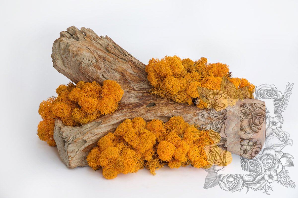Standard Icelandic Lichen Moss - 425g