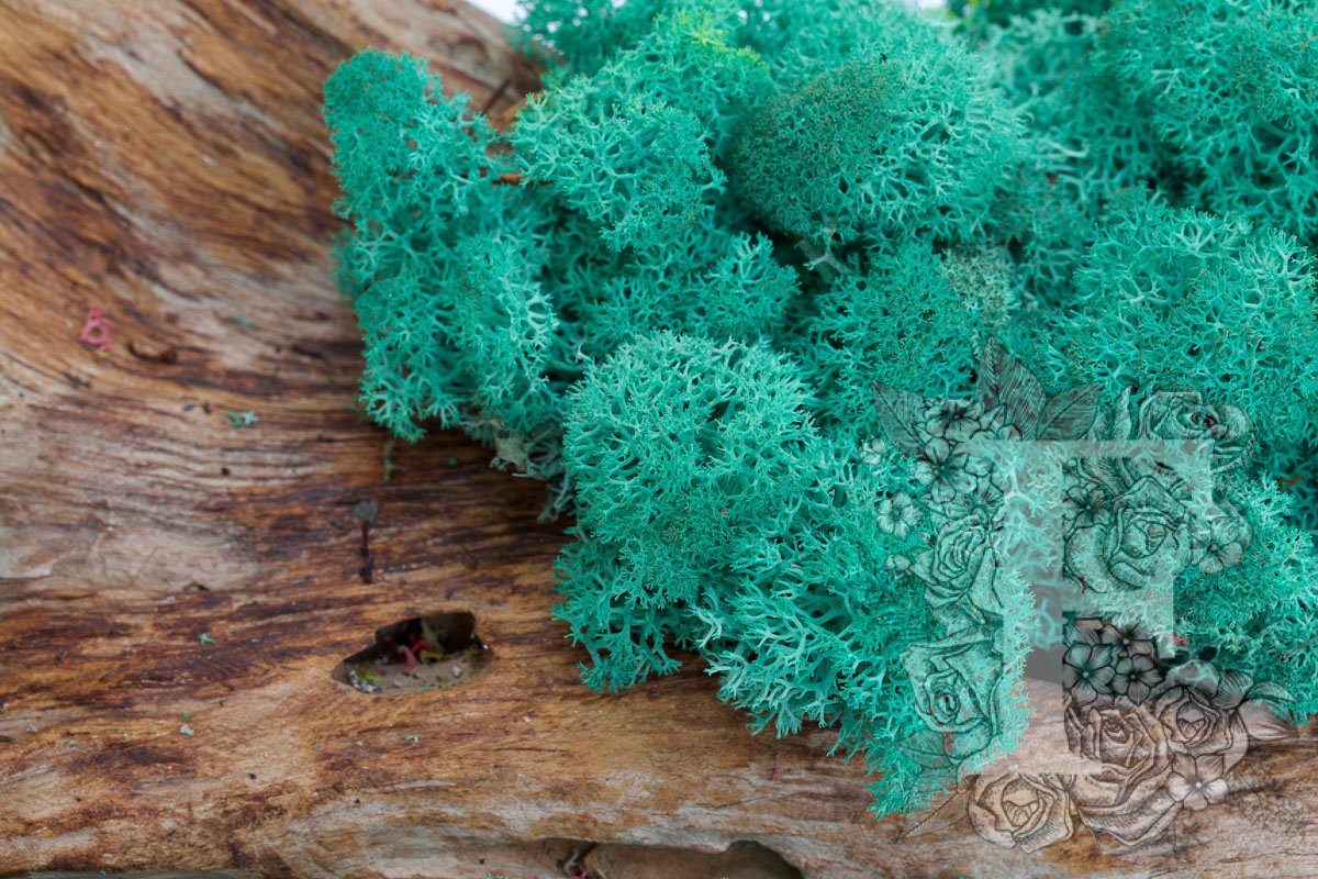 Standard Icelandic Lichen Moss - 425g