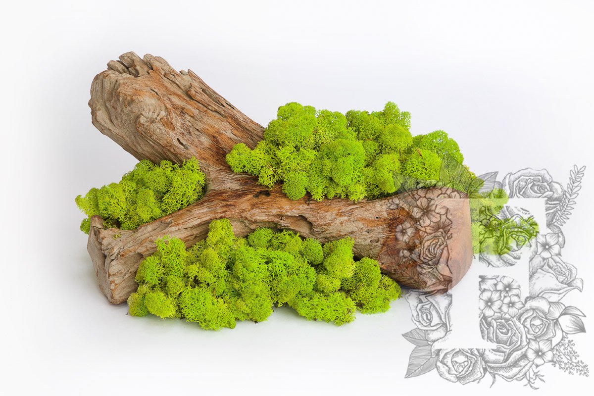 Standard Icelandic Lichen Moss - 425g