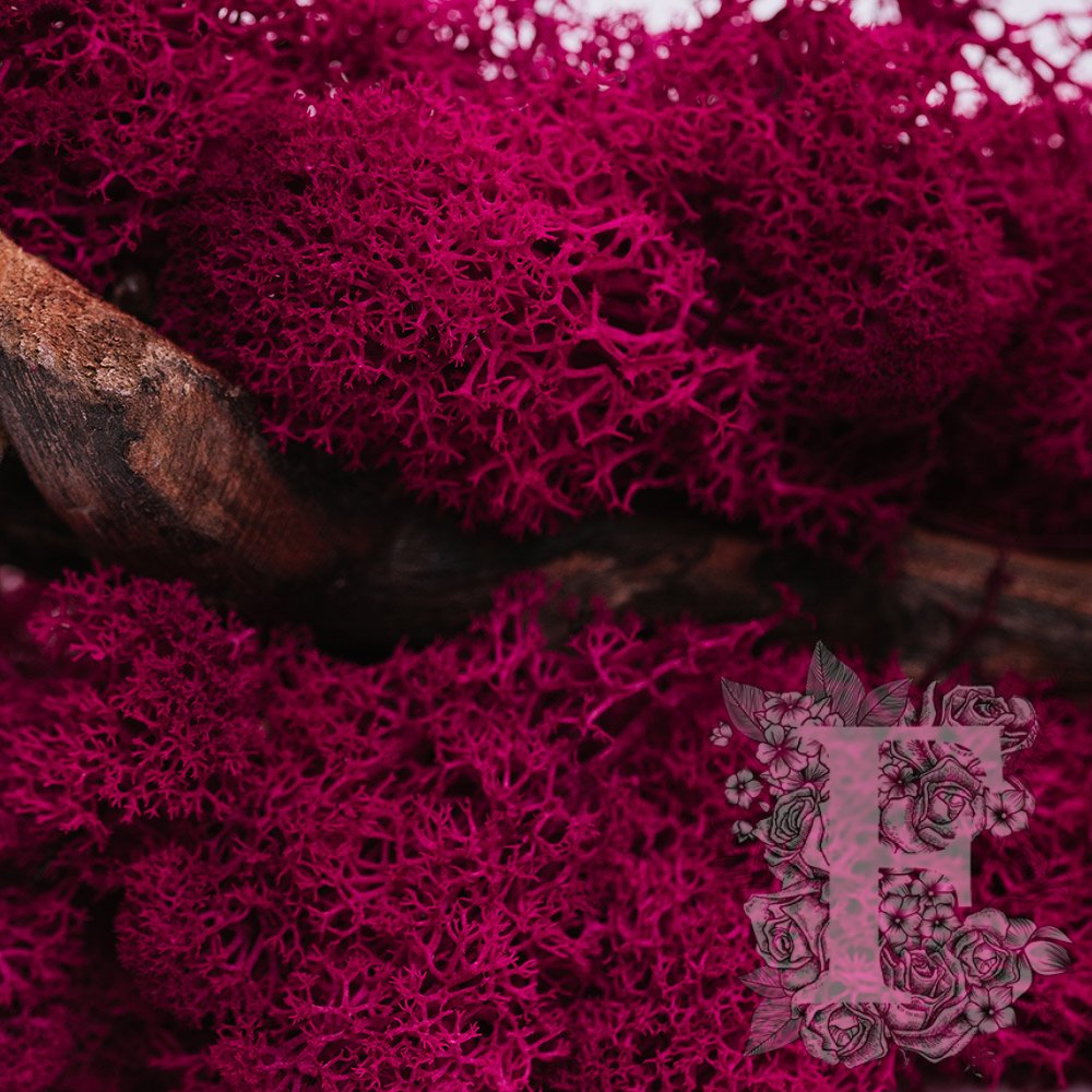 Dark Pink Lichen 1