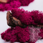 Dark Pink Lichen 2
