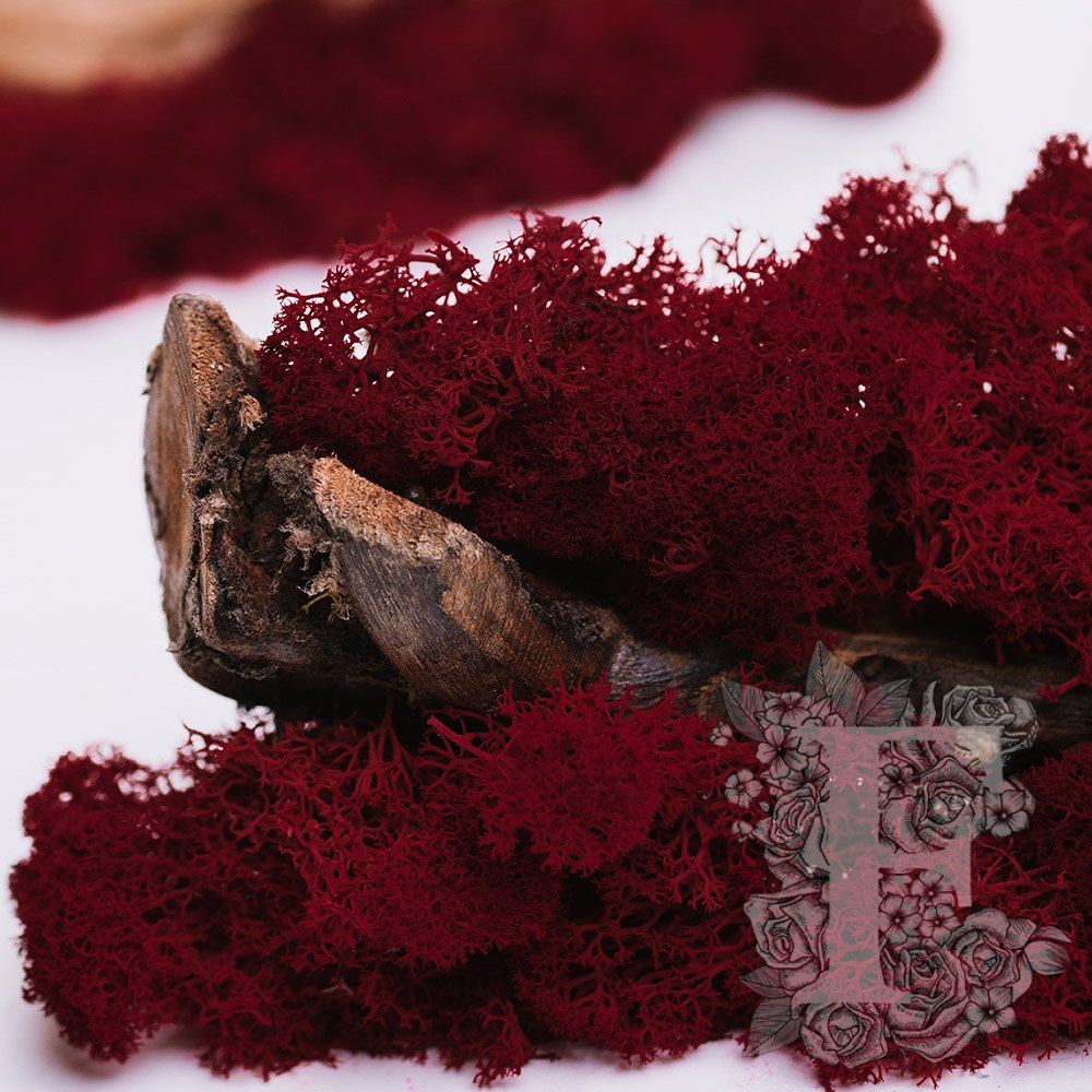 Fora Exclusive - Icelandic Lichen Moss - 1KG