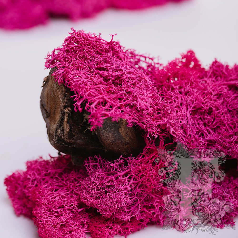 Fora Exclusive - Icelandic Lichen Moss - 1KG