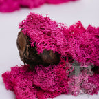 Fora Exclusive - Icelandic Lichen Moss - 1KG