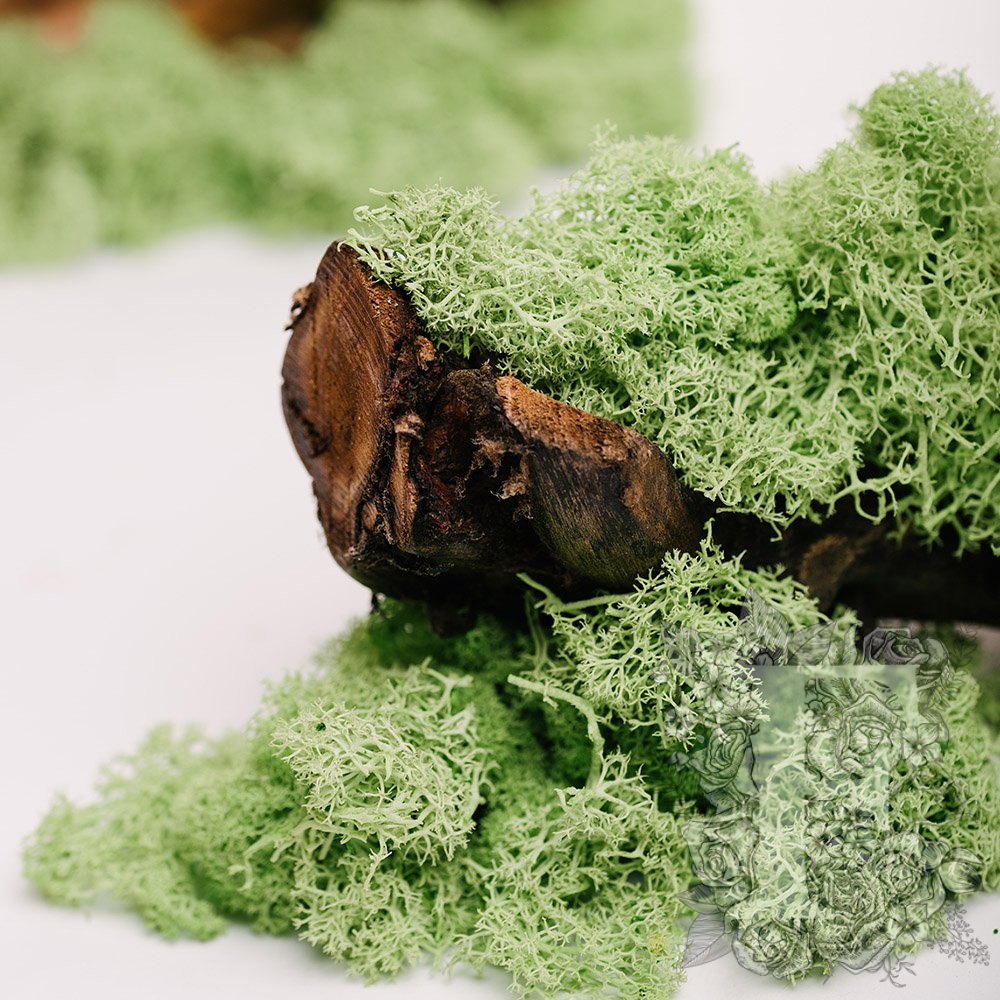Fora Exclusive - Icelandic Lichen Moss - 1KG