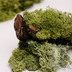 Fora Exclusive - Icelandic Lichen Moss - 1KG