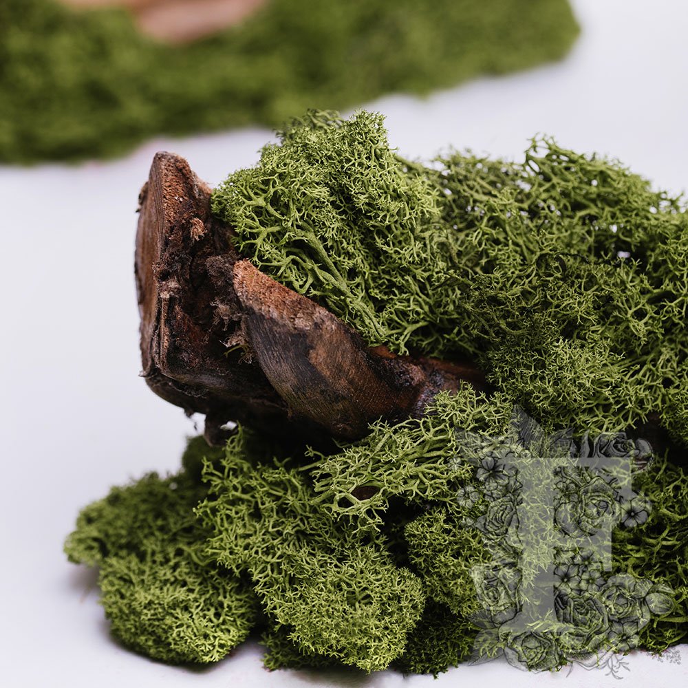 Fora Exclusive - Icelandic Lichen Moss - 1KG