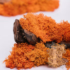 Fora Exclusive - Icelandic Lichen Moss - 1KG